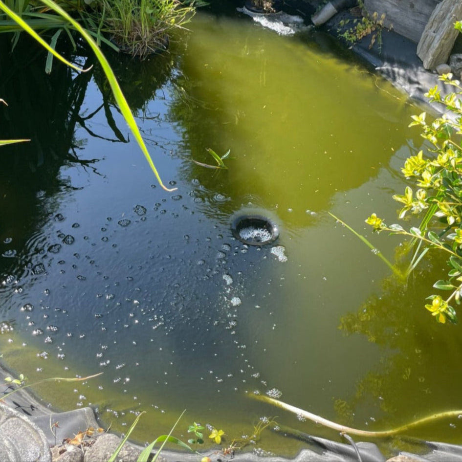 Fischteich mit grünem trübem Wasser