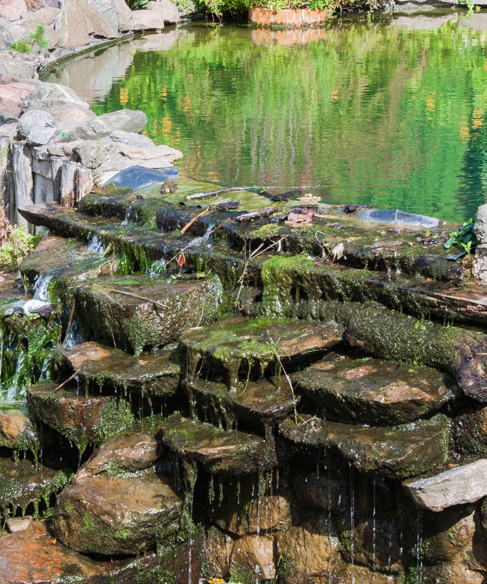 biologische teichpflege fadenalgen entfernen
