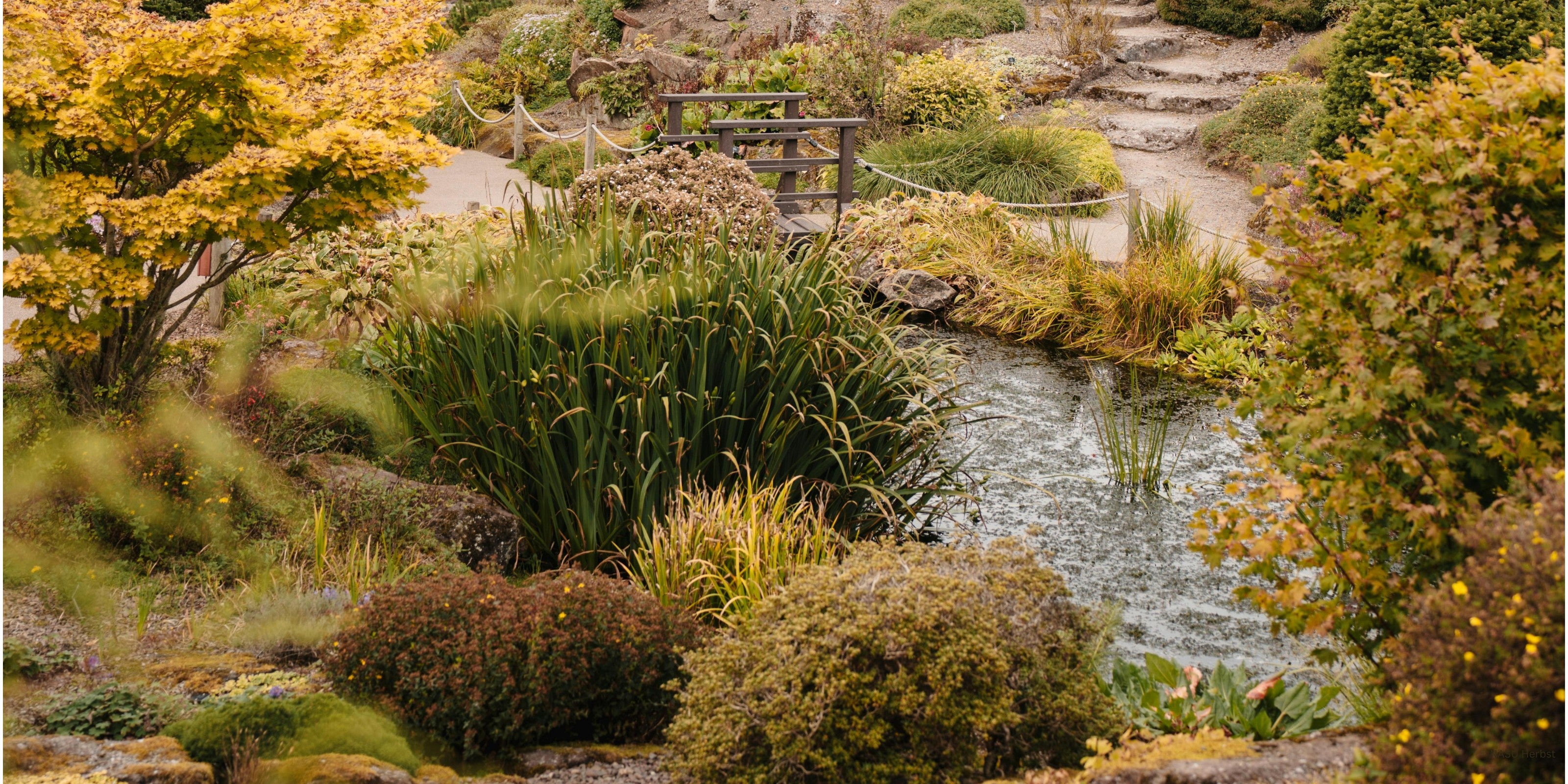 Natura Summarum Teichpflege im Herbst